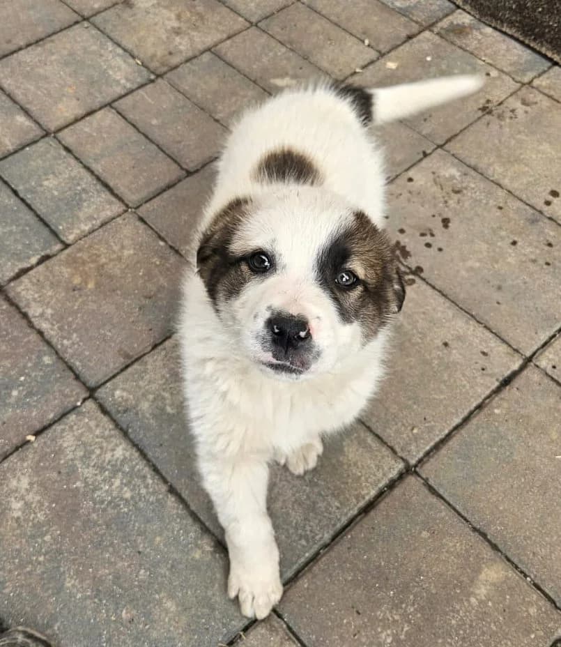 Rocco-reserviert, male puppy Mixed Breed for adoption at Pfotenglück Bayern