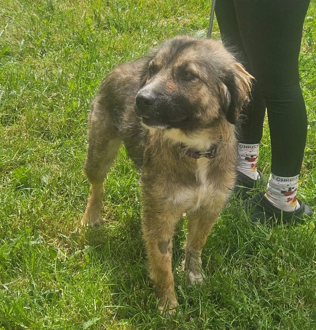Ronja-reserviert, female young Mixed Breed for adoption at Pfotenglück Bayern