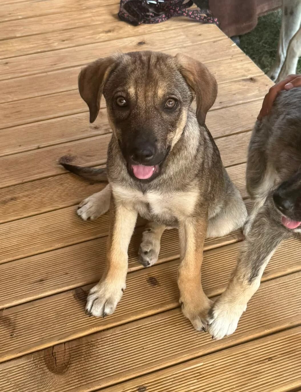 Rosi, female puppy Mixed Breed for adoption at Pfotenglück Bayern