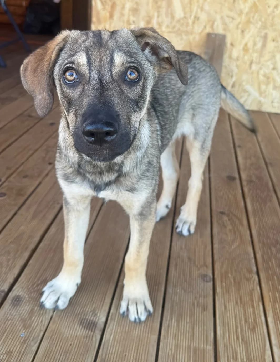 Rosi, female puppy Mixed Breed for adoption at Pfotenglück Bayern