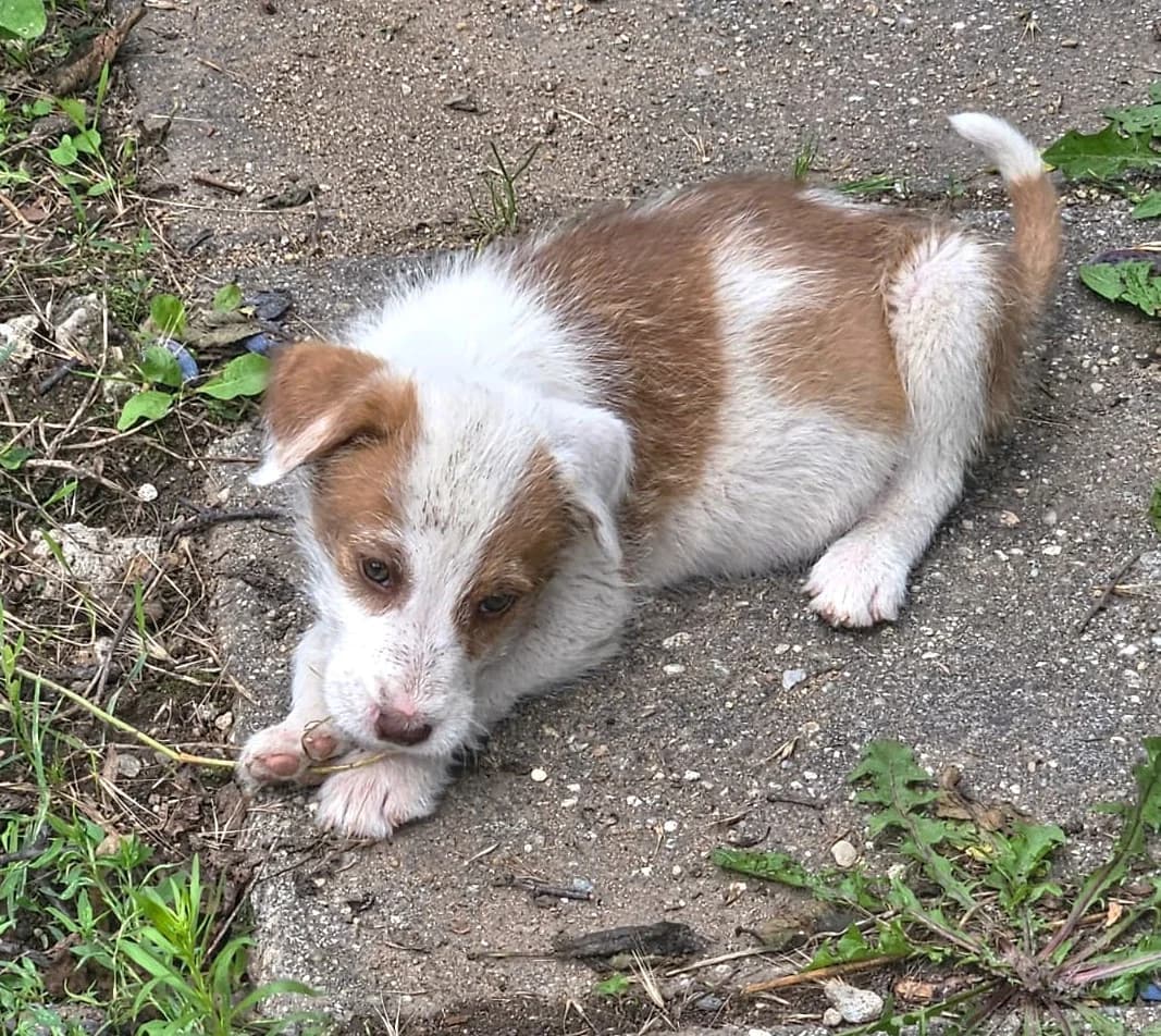 Sambra, female puppy Mixed Breed for adoption at Pfotenglück Bayern
