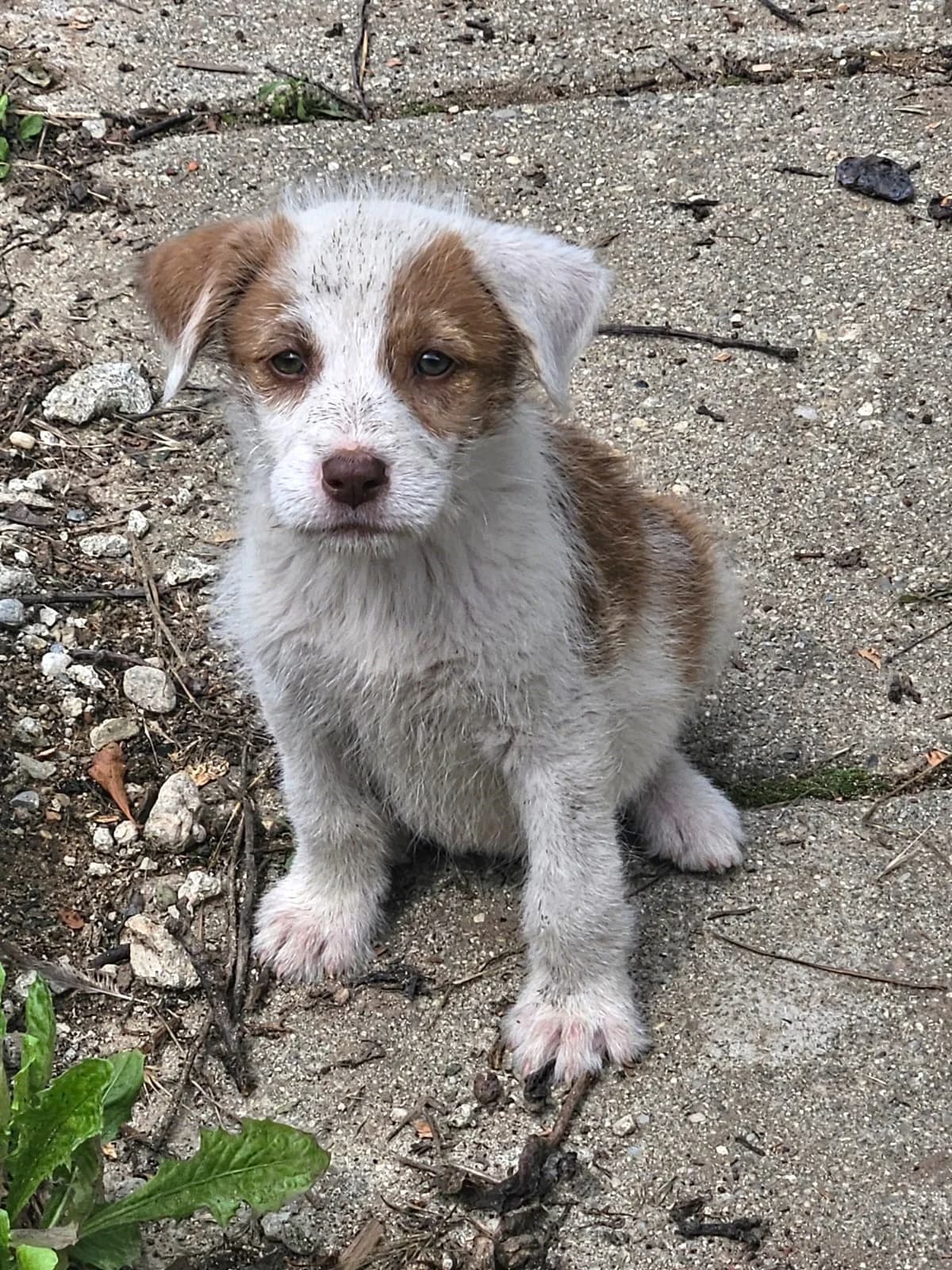 Sambra, female puppy Mixed Breed for adoption at Pfotenglück Bayern