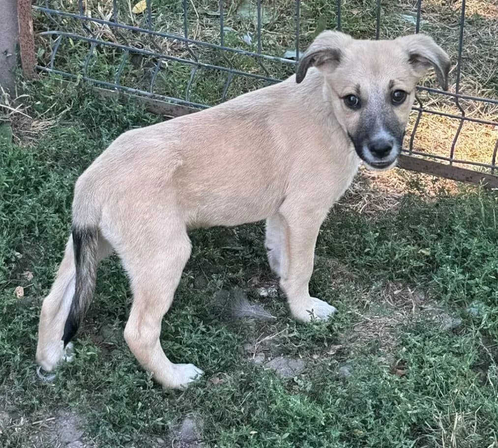 Sammy, male puppy Mixed Breed for adoption at Pfotenglück Bayern