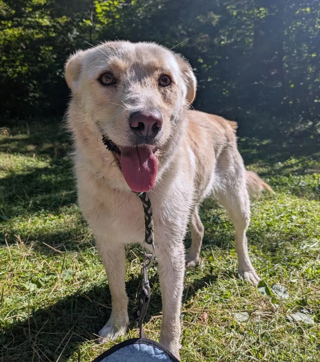 Sandy, female 3yo Mixed Breed for adoption at Pfotenglück Bayern