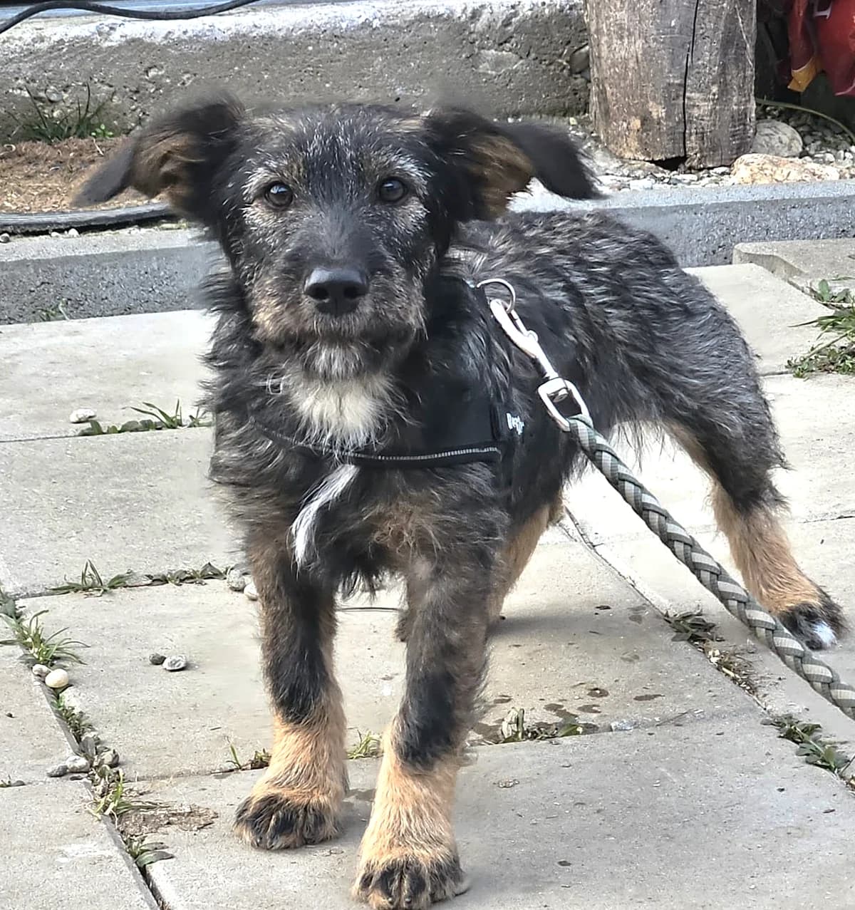 Sissy-reserviert, female puppy Mixed Breed for adoption at Pfotenglück Bayern
