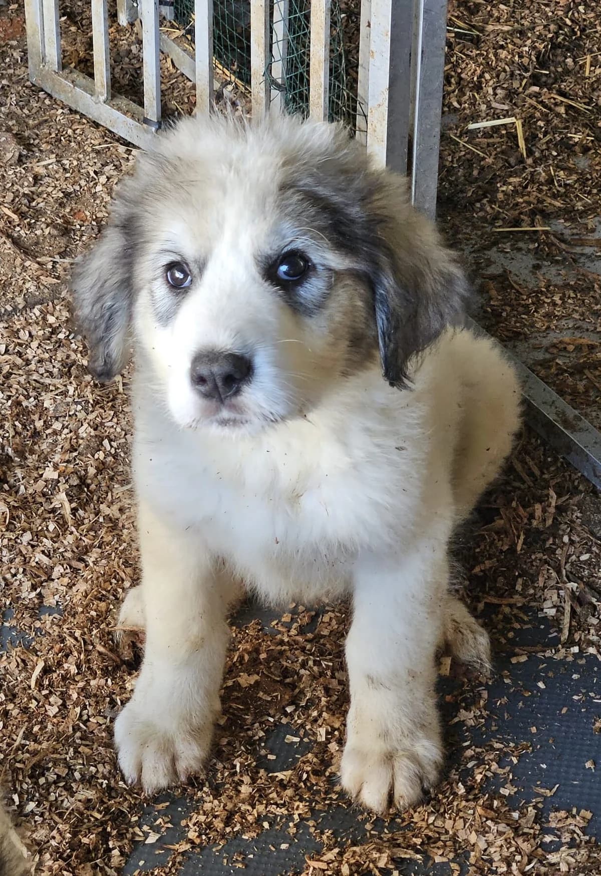 Spike-reserviert, male puppy Mixed Breed for adoption at Pfotenglück Bayern