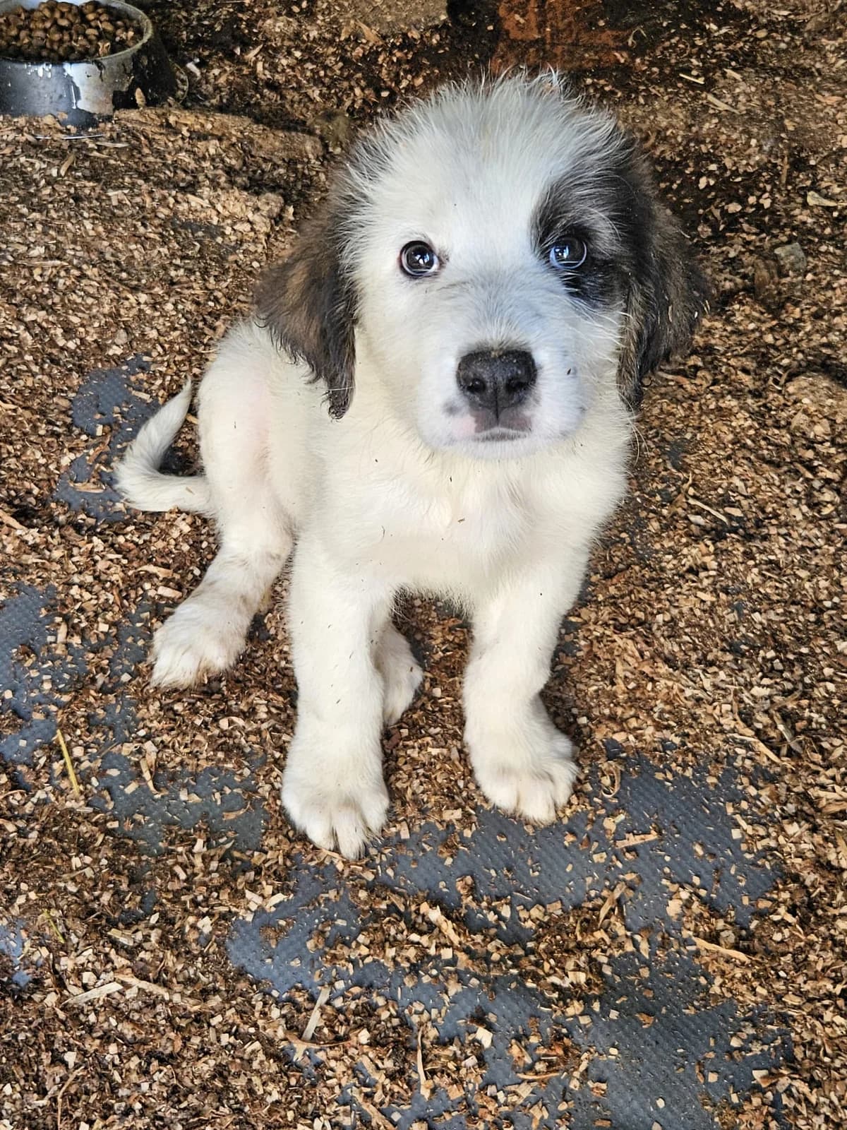 Spotty-reserviert, male puppy Mixed Breed for adoption at Pfotenglück Bayern