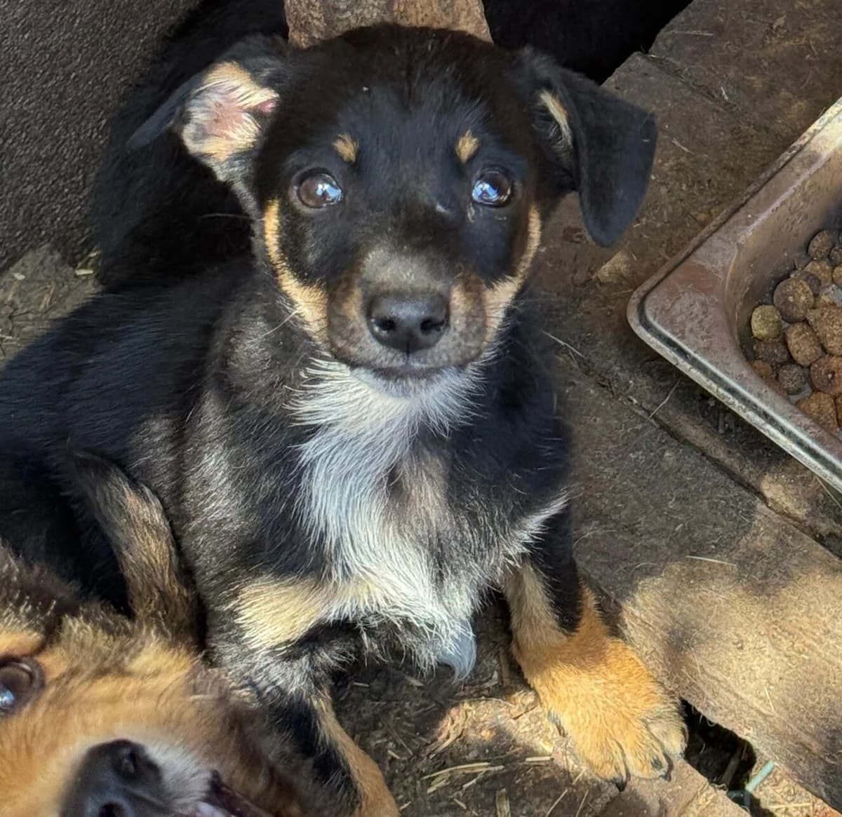 Stella-reserviert, female puppy Mixed Breed for adoption at Pfotenglück Bayern