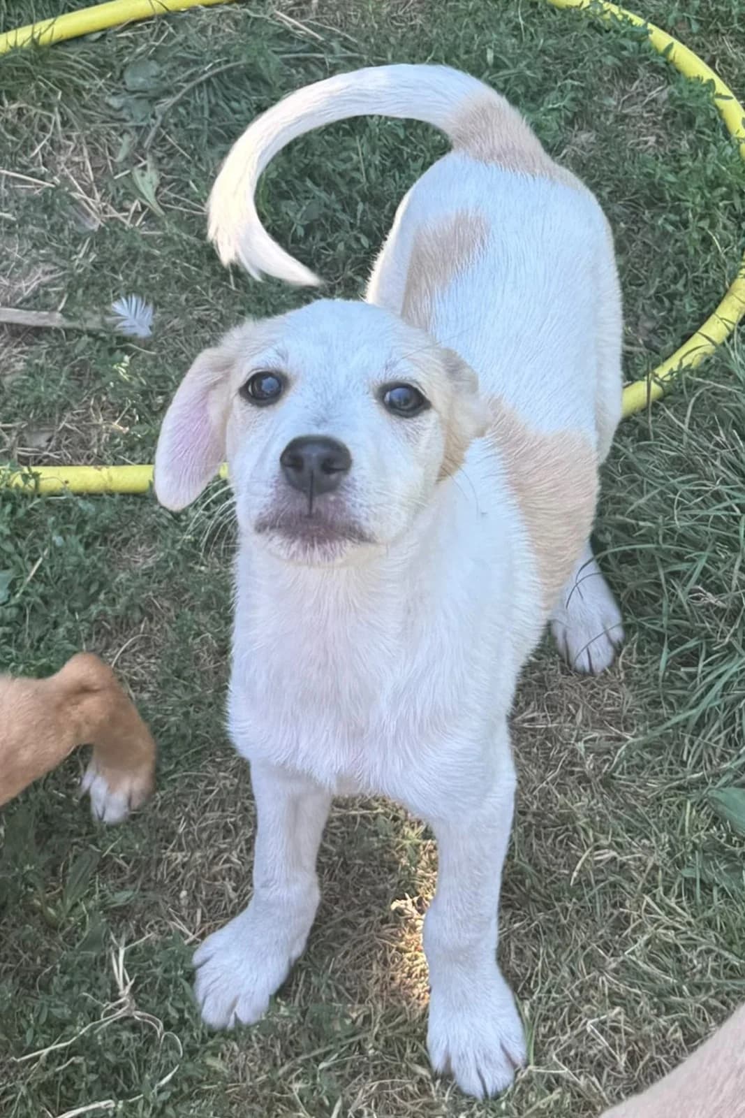Sunny, male puppy Mixed Breed for adoption at Pfotenglück Bayern