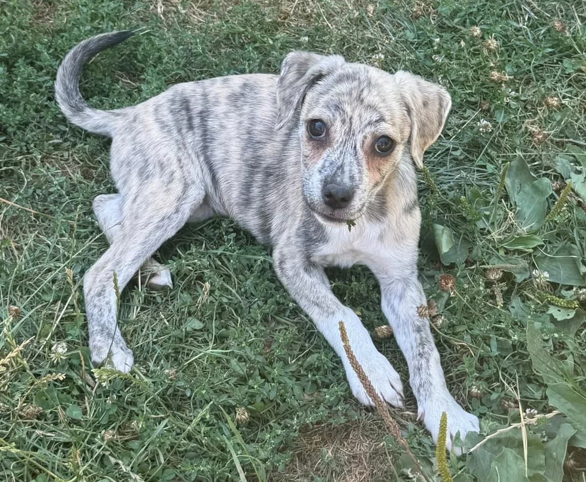 Tabea, female puppy Mixed Breed for adoption at Pfotenglück Bayern