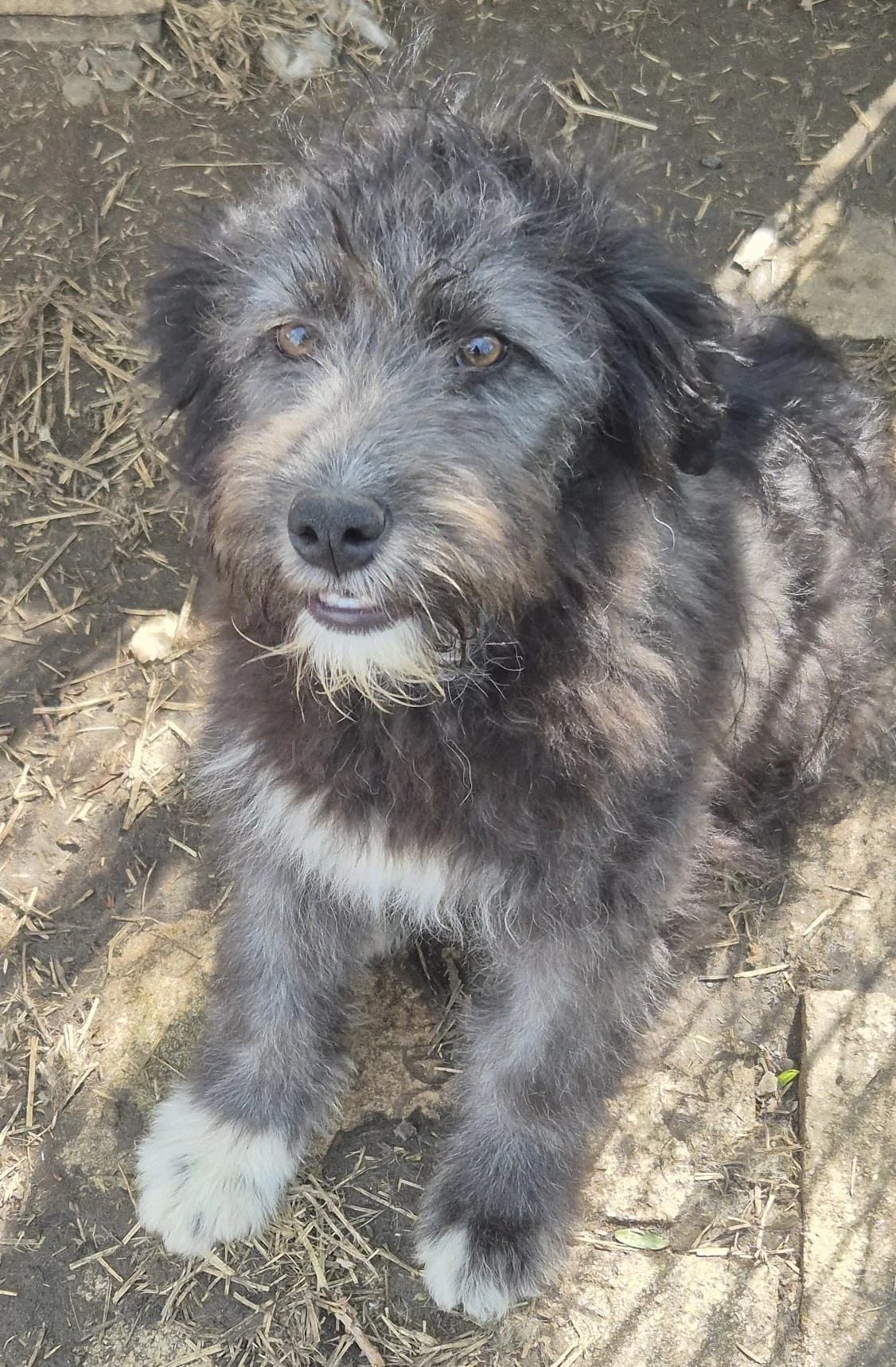 Tessa, female puppy Mixed Breed for adoption at Pfotenglück Bayern