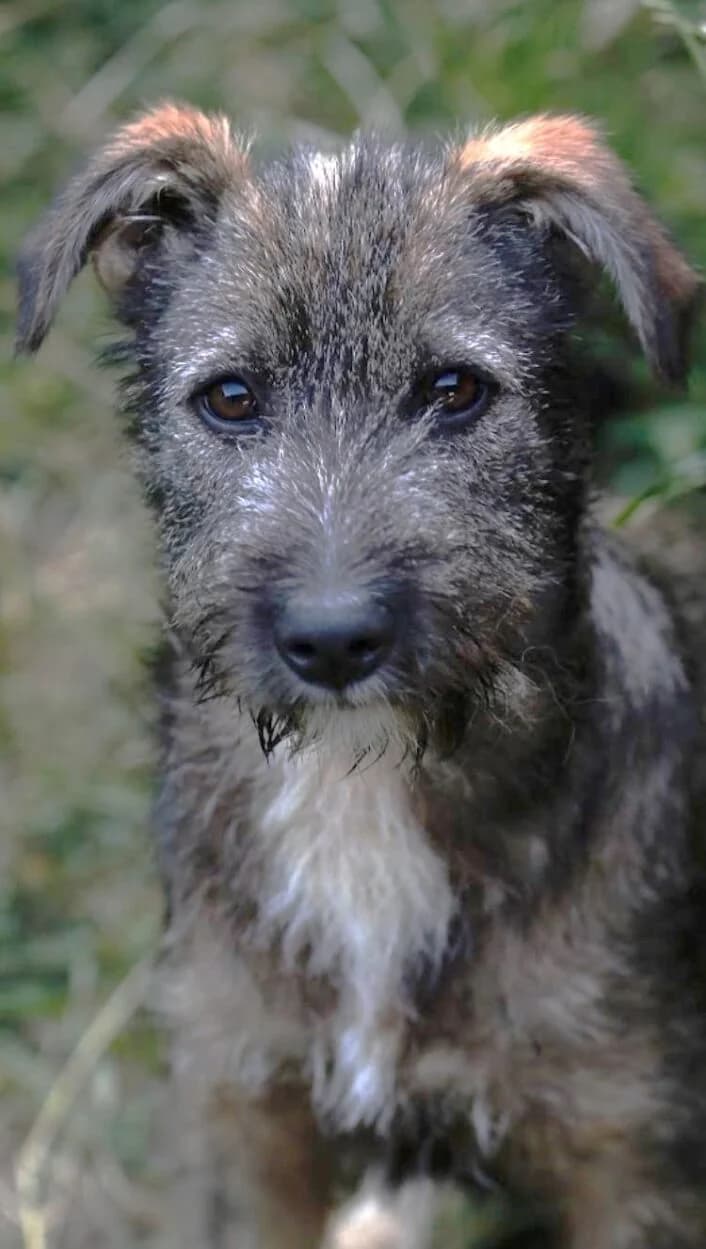 Tessy – in Baden-Württemberg, female puppy Mixed Breed for adoption at Pfotenglück Bayern