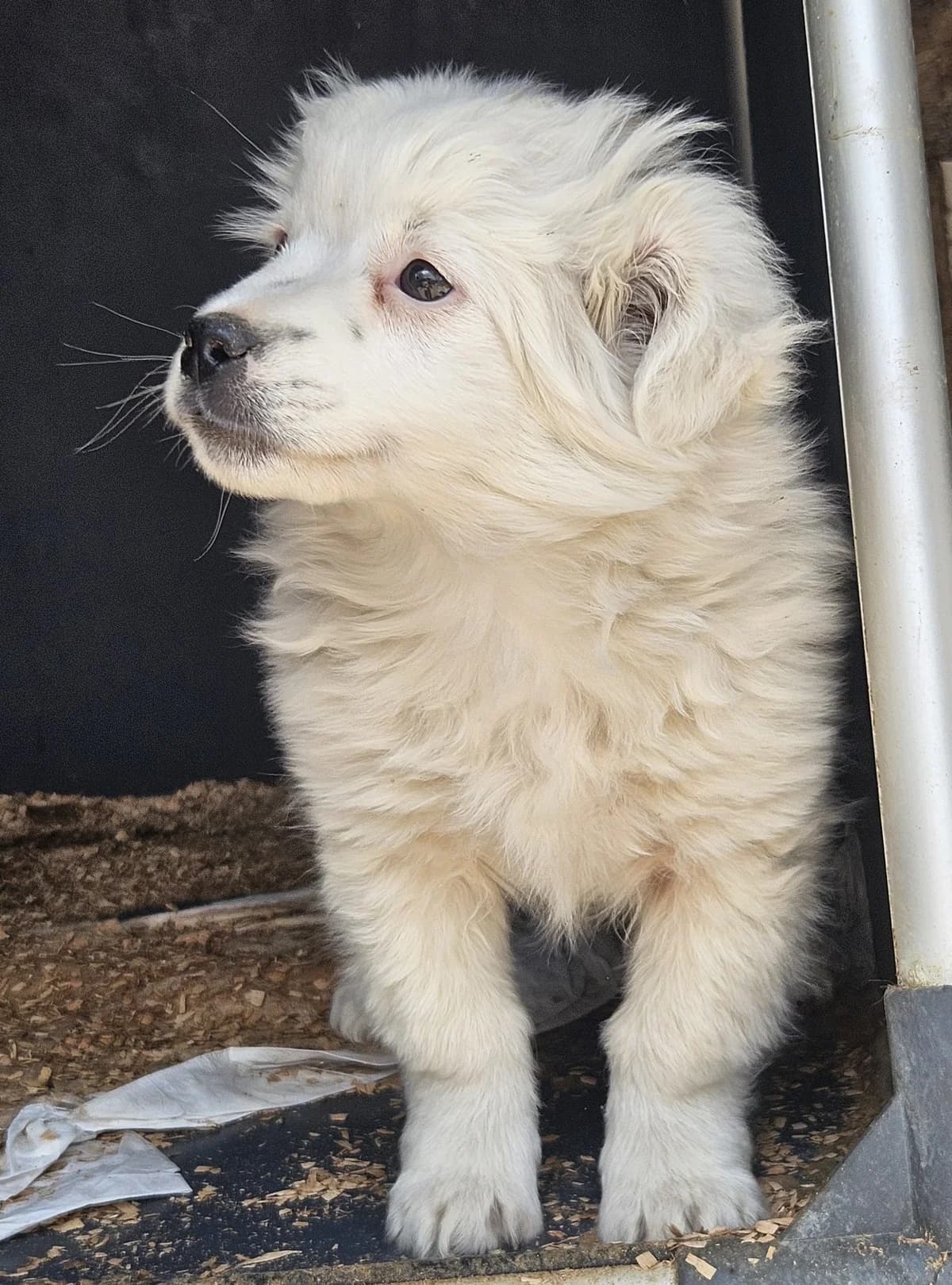 Timo, male puppy Mixed Breed for adoption at Pfotenglück Bayern
