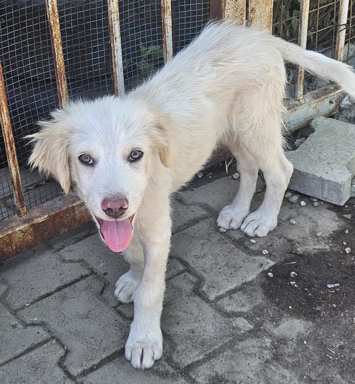 Weena, female puppy Mixed Breed for adoption at Pfotenglück Bayern