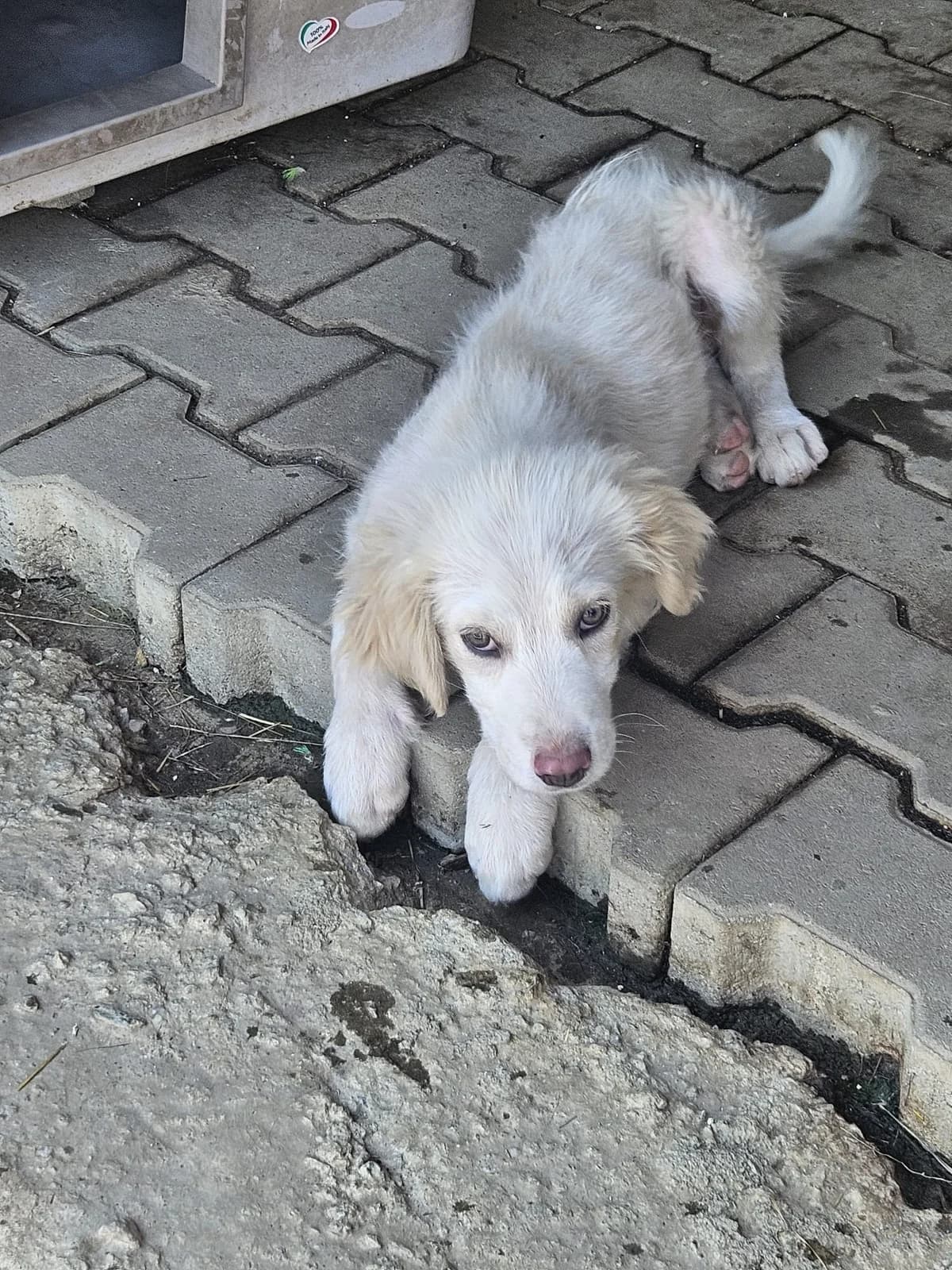 Matteo, male puppy Mixed Breed for adoption at Pfotenglück Bayern
