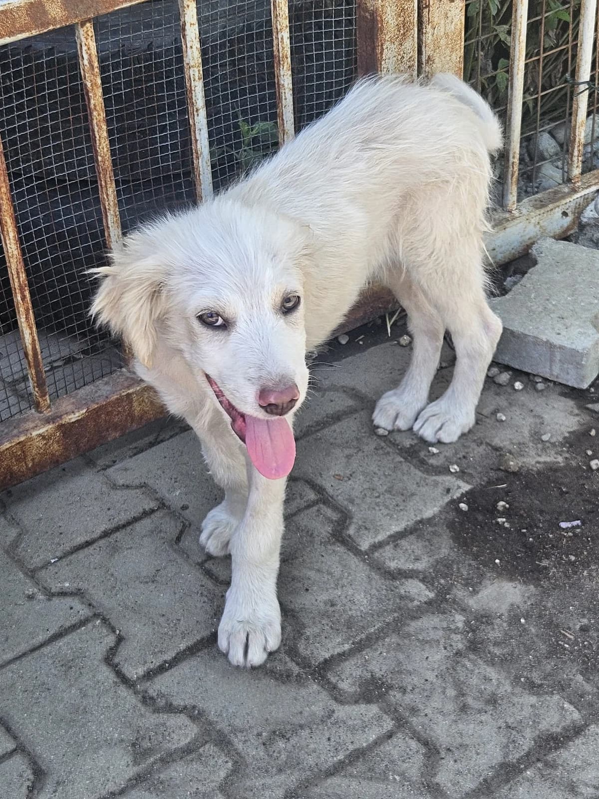 Matteo, male puppy Mixed Breed for adoption at Pfotenglück Bayern
