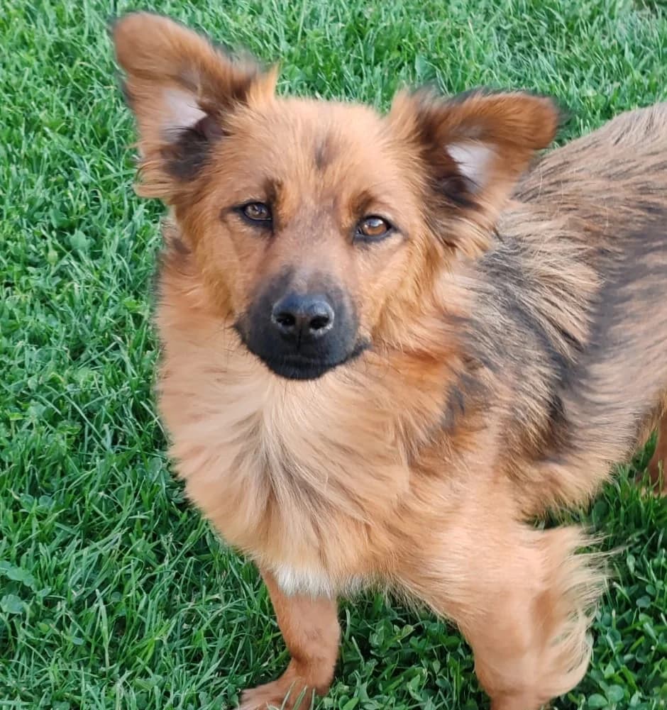 Yella, female 3yo Mixed Breed for adoption at Pfotenglück Bayern