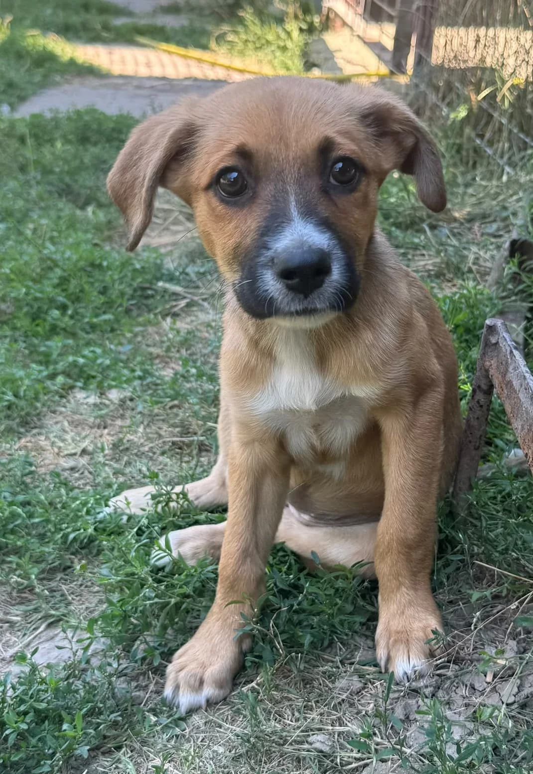 Yuma, female puppy Mixed Breed for adoption at Pfotenglück Bayern