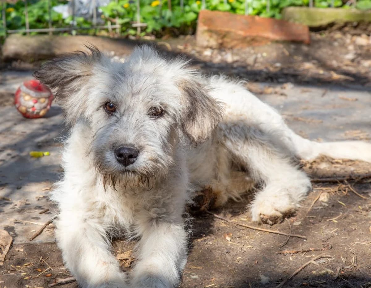 Yuna-reserviert, female puppy Mixed Breed for adoption at Pfotenglück Bayern