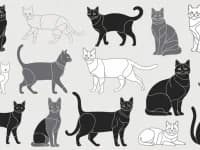 Weitere Katzen?, European Shorthair for adoption at Pfotenhelfer e.V.