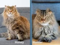 Honey & Hunter, male young European Shorthair for adoption at Pfotenhelfer e.V.