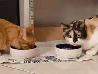 Weitere Katzen?, European Shorthair for adoption at Pfotenhelfer e.V.