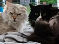 Branda & Pillow, female 6yo European Shorthair for adoption at Pfotenhelfer e.V.