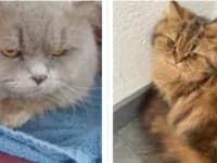 Dino & Dario, male 3yo mixed breed for adoption at Pfotenhelfer e.V.