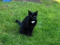 Weitere Katzen?, European Shorthair for adoption at Pfotenhelfer e.V.
