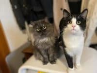 Anna, Alma, Ares, Aaron, Attila, Anton, male puppy European Shorthair for adoption at Pfotenhelfer e.V.