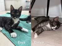Enya und Enrico, male puppy British Shorthair for adoption at Pfotenhelfer e.V.