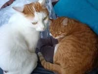 Maxi & Seppi, male 5yo European Shorthair for adoption at Pfotenhelfer e.V.