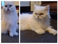 Lola & Paula, female senior Persian for adoption at Pfotenhelfer e.V.