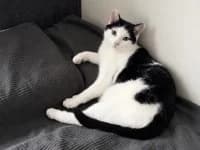 Helmut, male 3yo European Shorthair for adoption at Pfotenhelfer e.V.