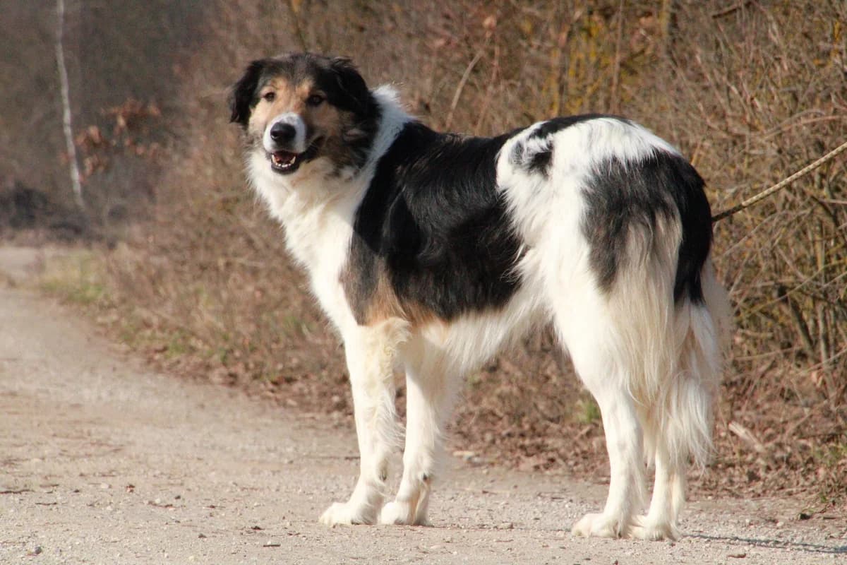 Freddy, braun female young Mixed Breed for adoption at Pfotenhilfe Antalya, Ansbach