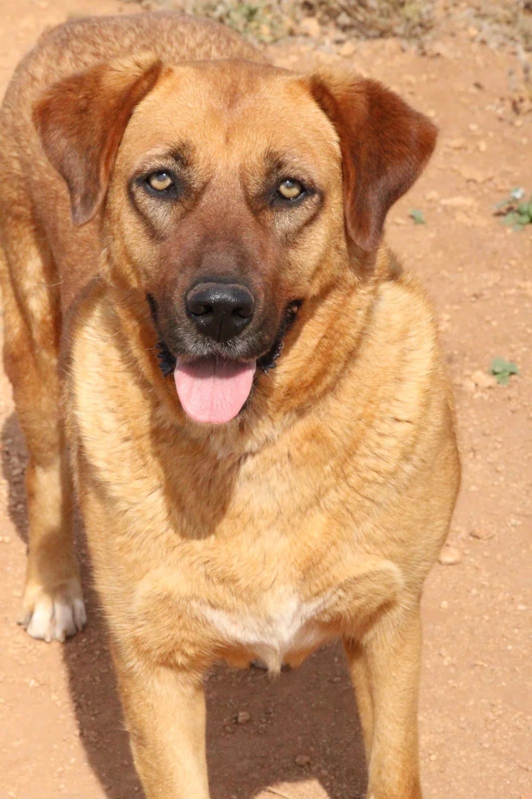 Lisa, female 3yo Mixed Breed for adoption at Pfotenhilfe Antalya, Ansbach