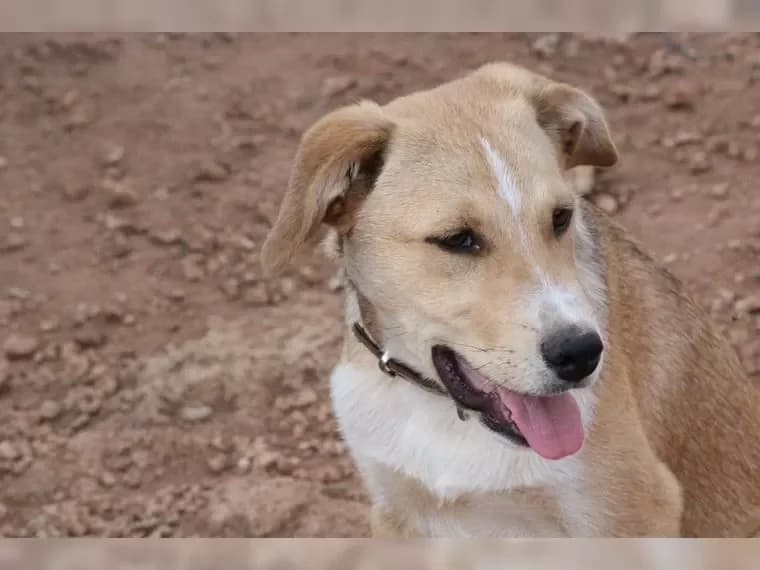 Silas, male Mixed Breed for adoption at Pfotenhilfe Antalya, Ansbach