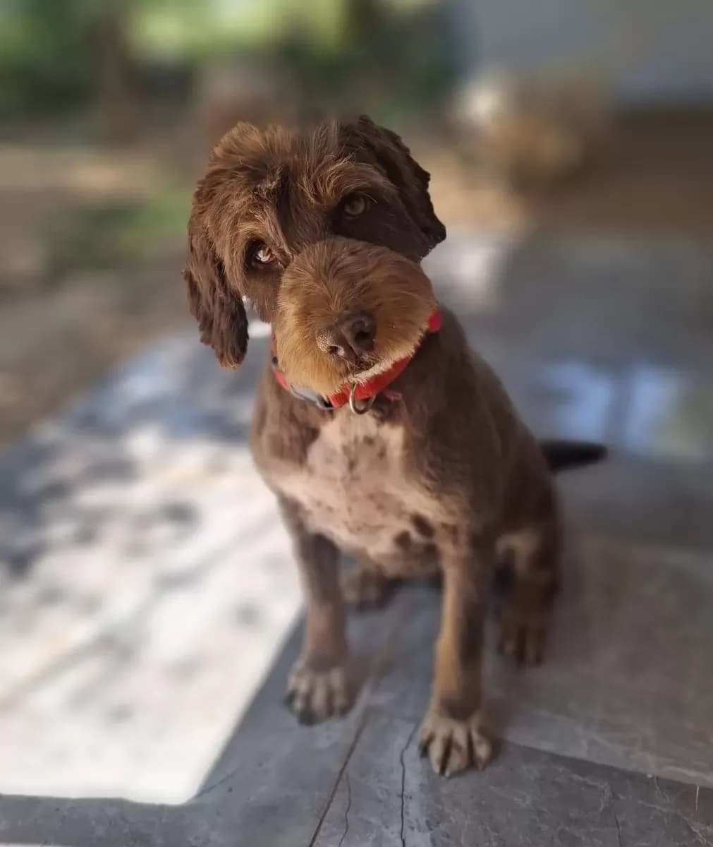 Toffy, female 7yo Mixed Breed for adoption at Pfotenhilfe Antalya, Ansbach