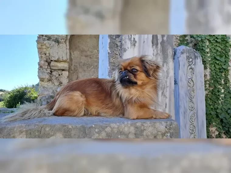 Pekinesen Hündin Köpük wird Trennungsopfer, gold female 6yo Mixed Breed for adoption at Pfotenhilfe Antalya, Ansbach