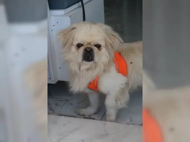 Pekinesenrüde Rifki landete im Tierheim, male 7yo Mixed Breed for adoption at Pfotenhilfe Antalya, Ansbach