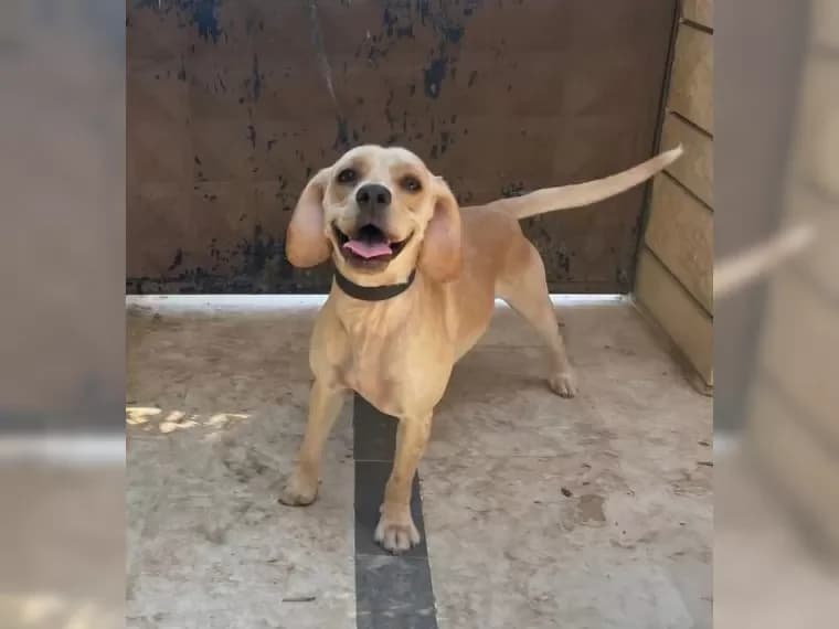Gloria, female 4yo Mixed Breed for adoption at Pfotenhilfe Antalya, Ansbach