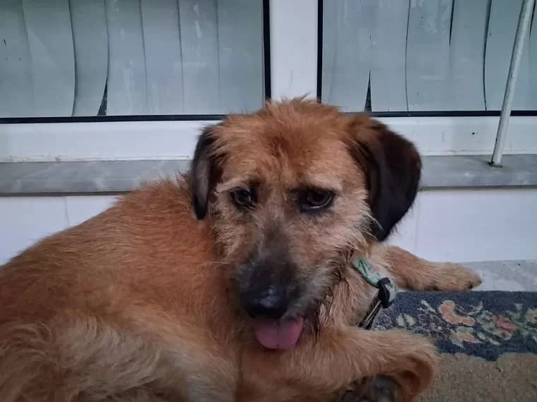 Nova, male 5yo Mixed Breed for adoption at Pfotenhilfe Antalya, Ansbach