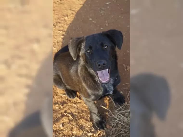 Nala, female puppy Mixed Breed for adoption at Pfotenhilfe Antalya, Ansbach