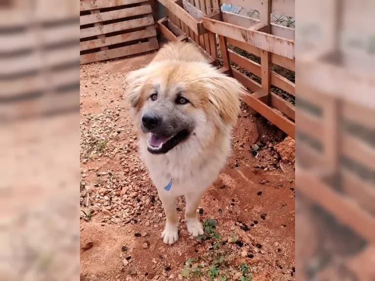 Puffy, gold female puppy Mixed Breed for adoption at Pfotenhilfe Antalya, Ansbach