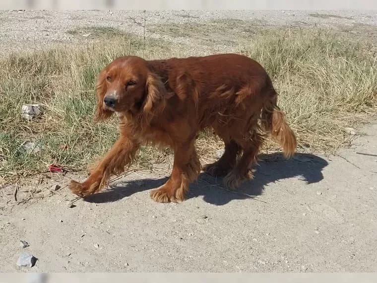 Snoopy, male 5yo Mixed Breed for adoption at Pfotenhilfe Antalya, Ansbach