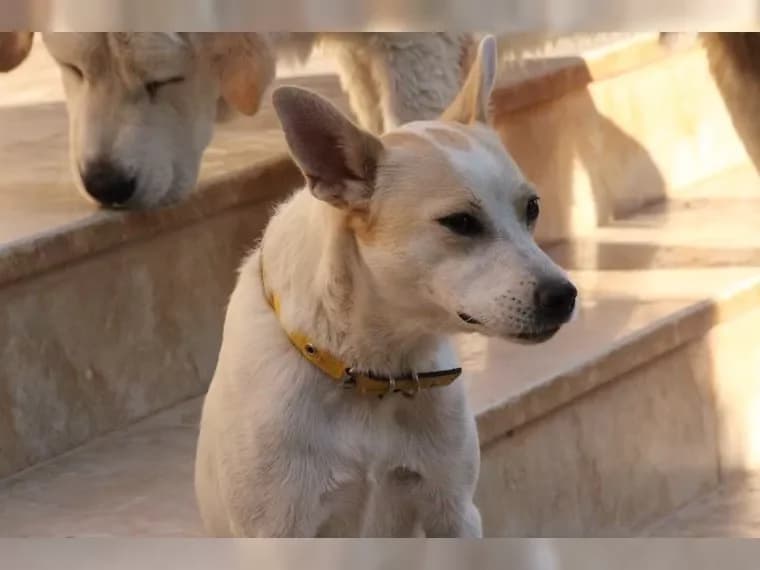 Fistik, female young Mixed Breed for adoption at Pfotenhilfe Antalya, Ansbach