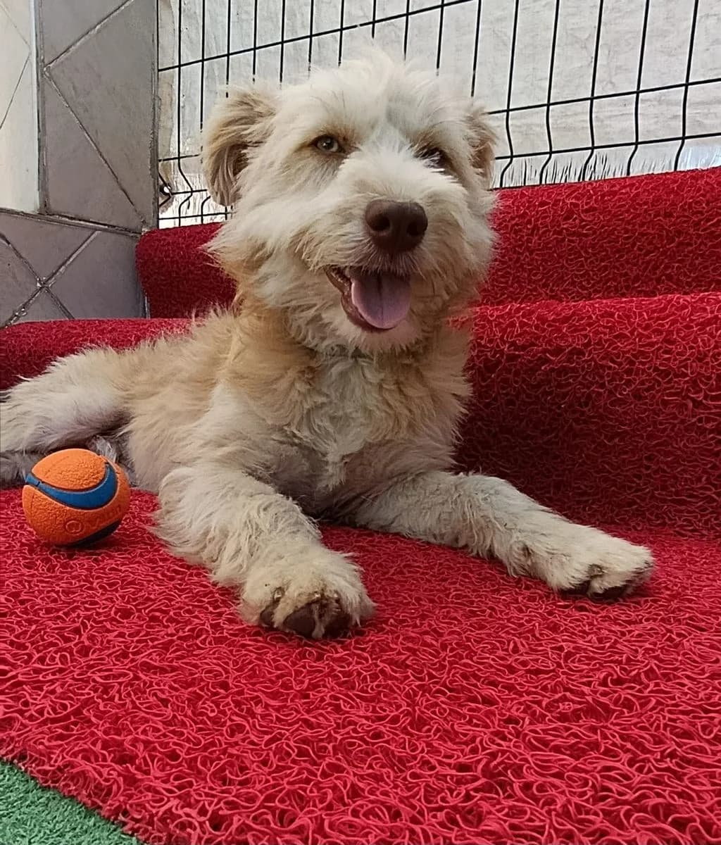 Zuckersüsser Robby sucht seine Familie, 3yo Mixed Breed for adoption at Pfotenhilfe Antalya, Ansbach
