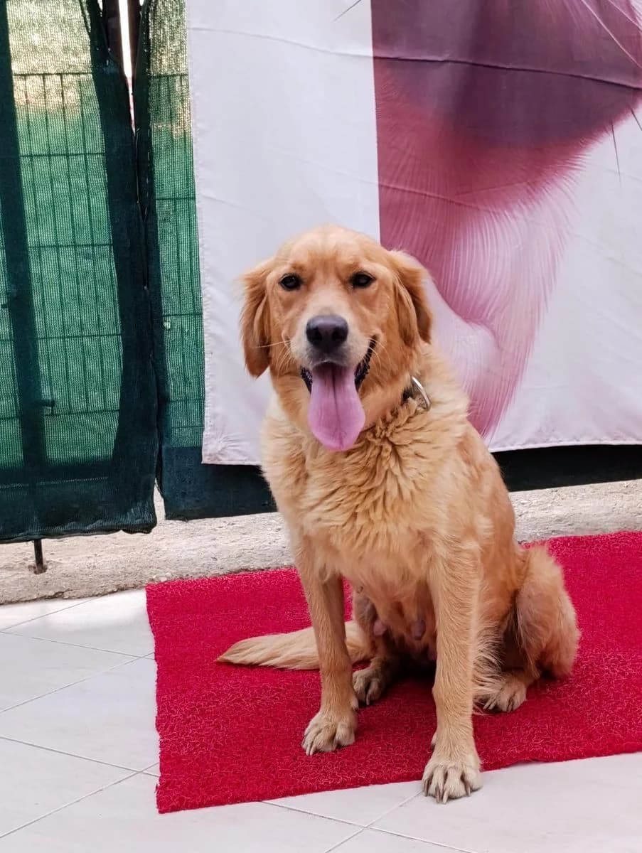Maya, golden female 4yo Mixed Breed for adoption at Pfotenhilfe Antalya, Ansbach