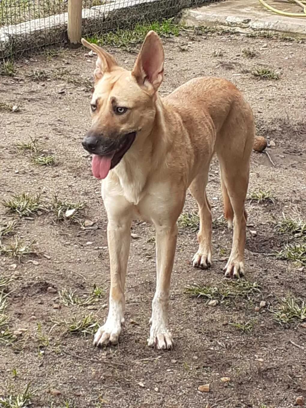 Aurora, female 6yo Mixed Breed for adoption at Pfotenhilfe Portugal e.V., Altfraunhofen