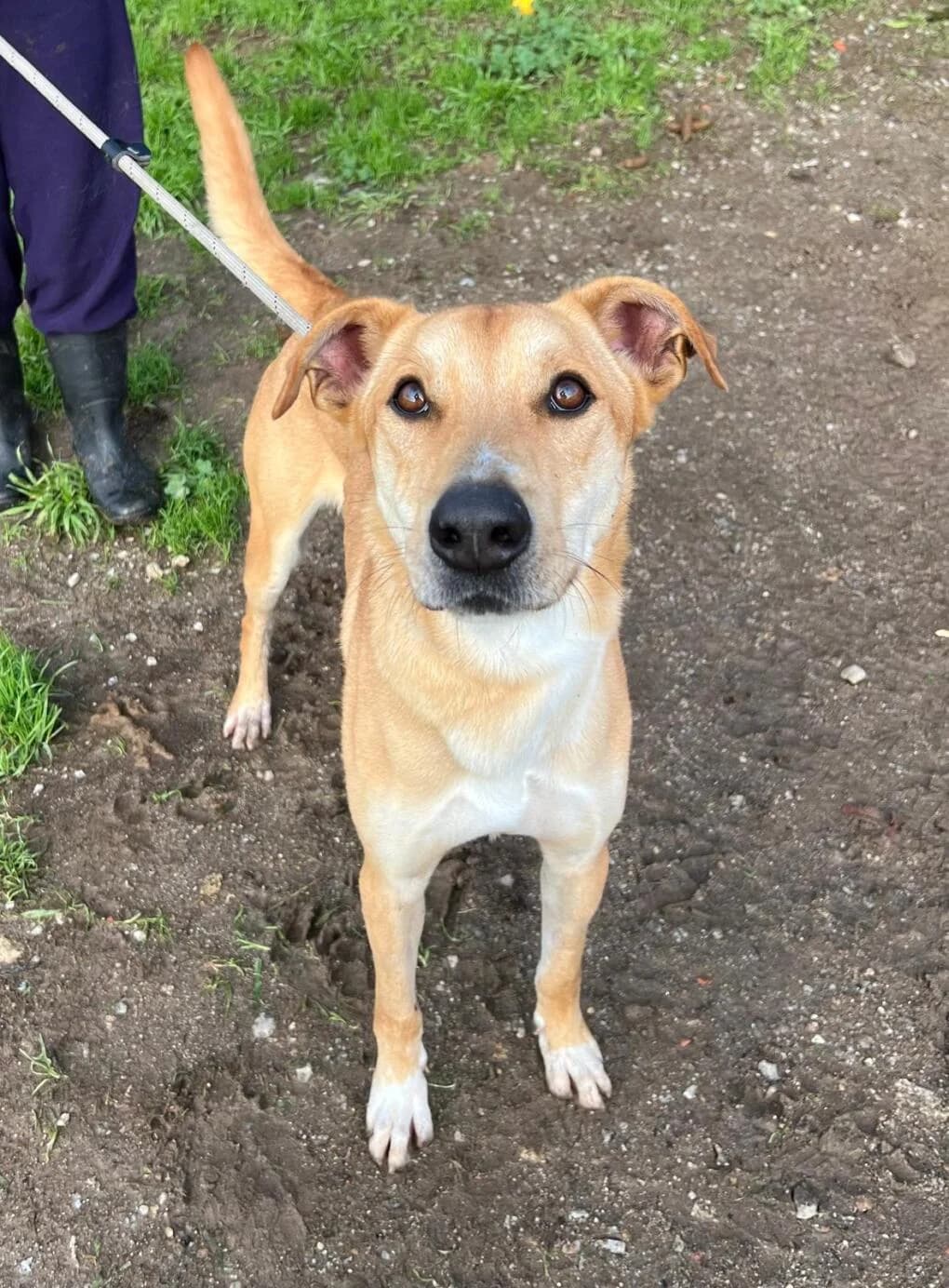 Caramelo, male 3yo Mixed Breed for adoption at Pfotenhilfe Portugal e.V., Altfraunhofen